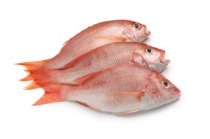 Fish representing online phishing
